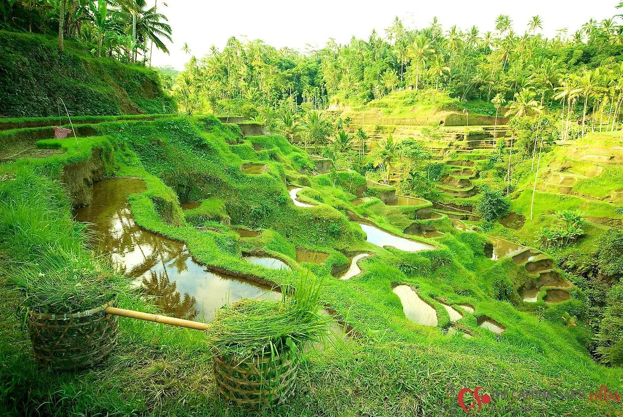 Capung Sakti Villas Ubud 4*,  Indonésie