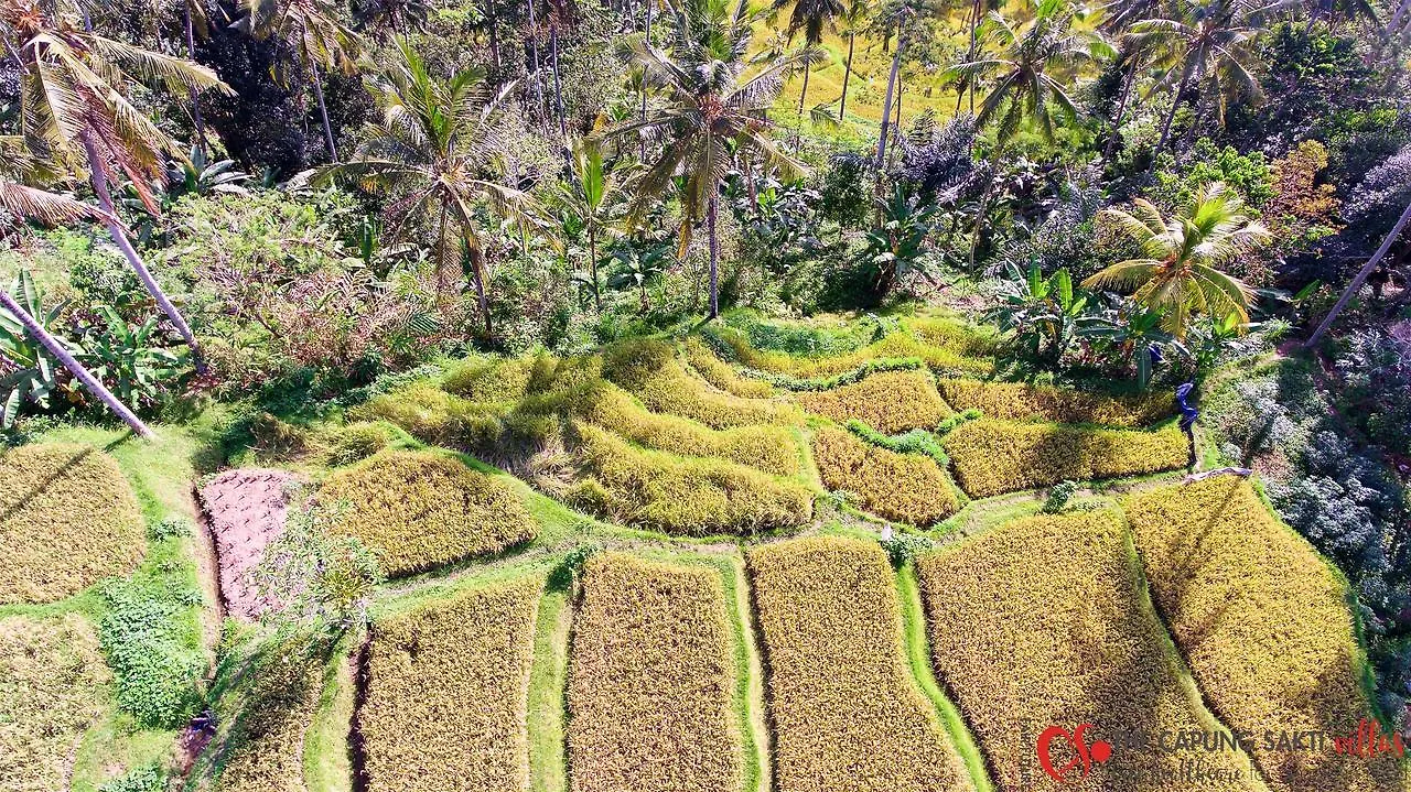 리조트 Capung Sakti Villas 우붓